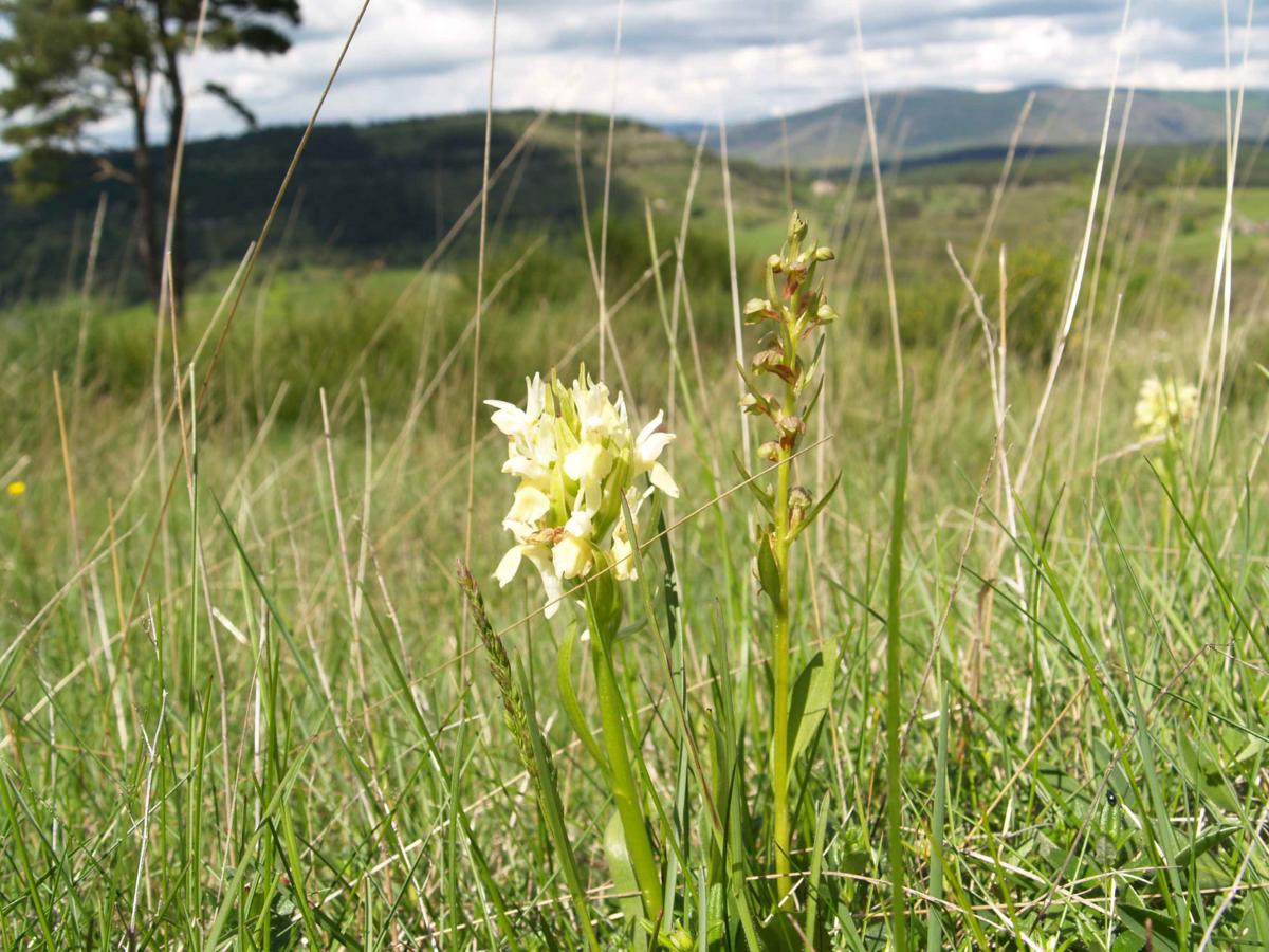 Orchid, Frog plant